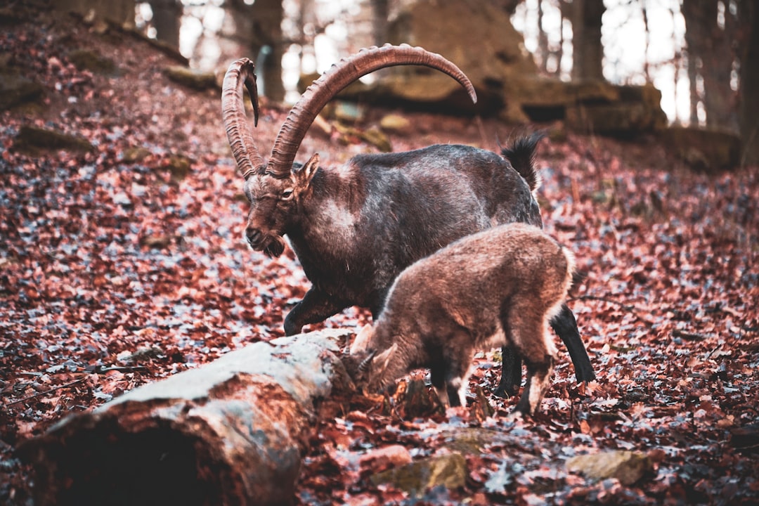 two brown animals walking on forest at dayime