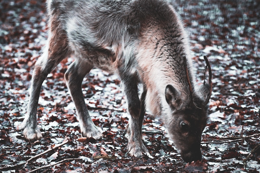 animal sniffing leaf