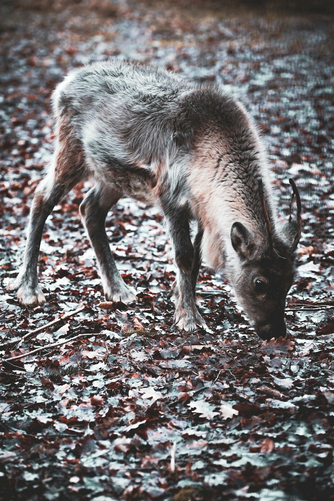 brown and gray 4-legged animal eating during daytime