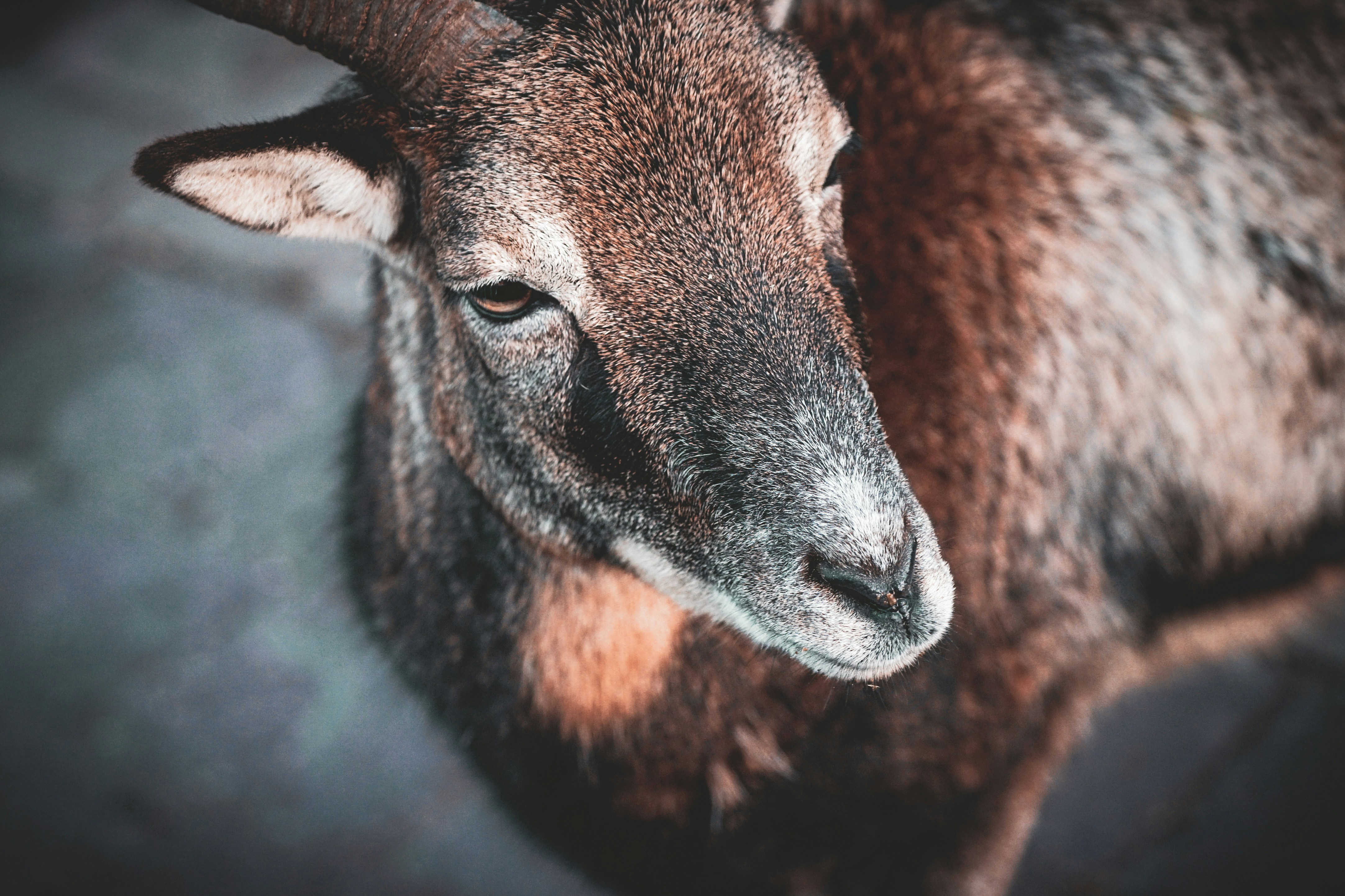 Photo by bruno_kelzer