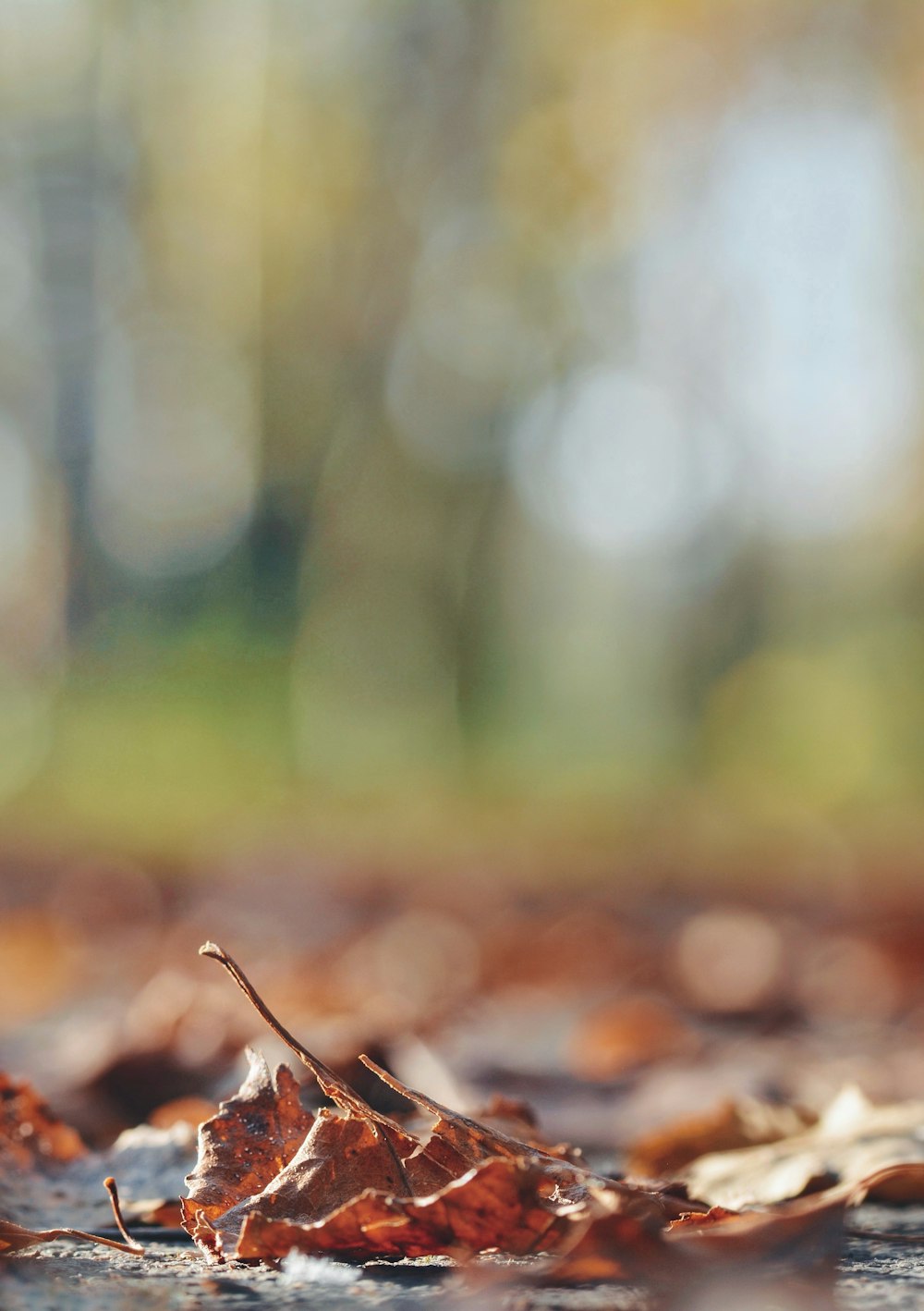 selective focus of dried leaf l