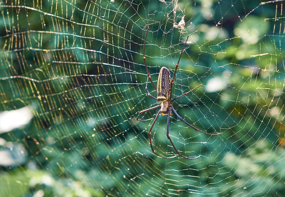 brown spider