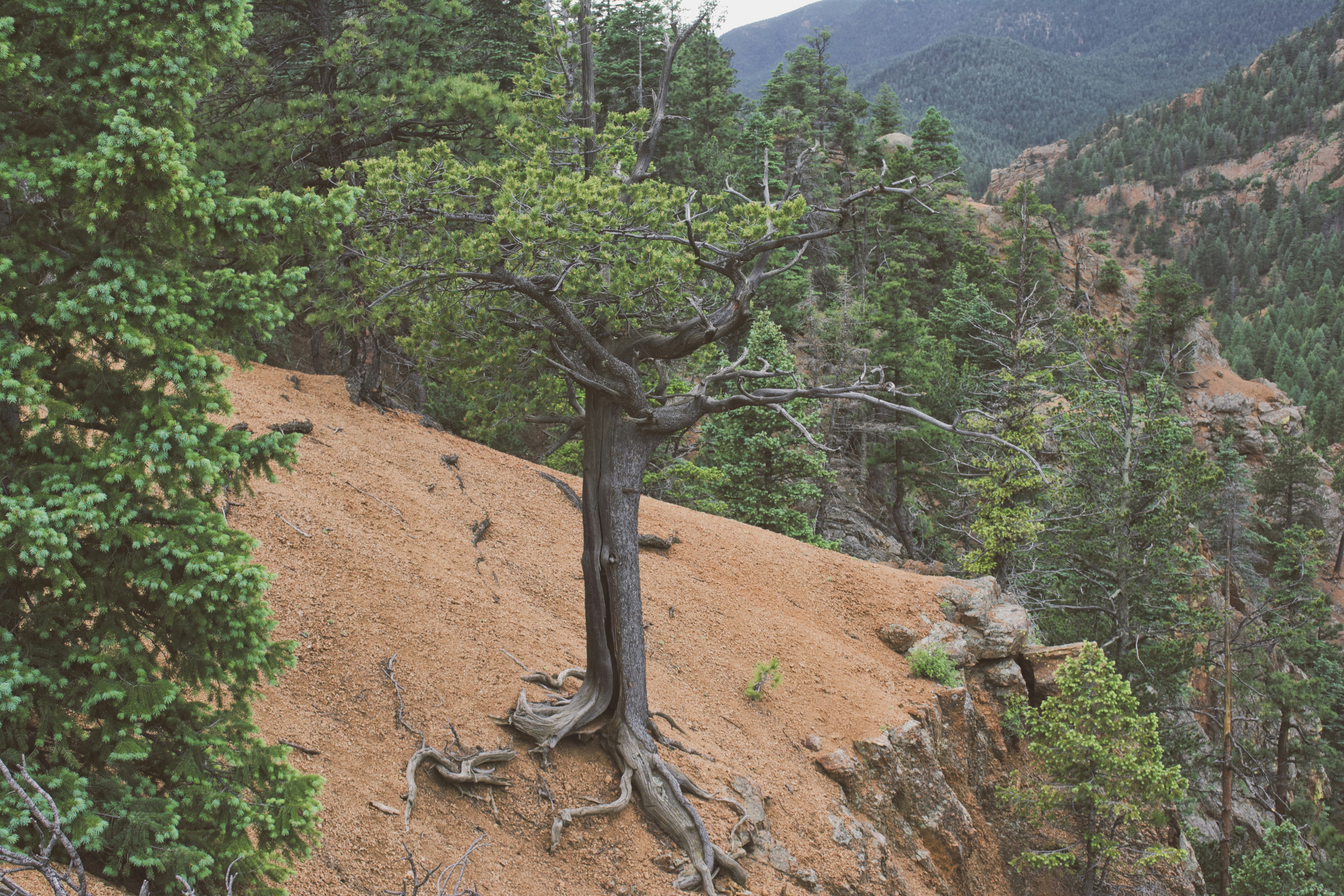 Hortus certified arborist providing professional tree care in Colorado Springs