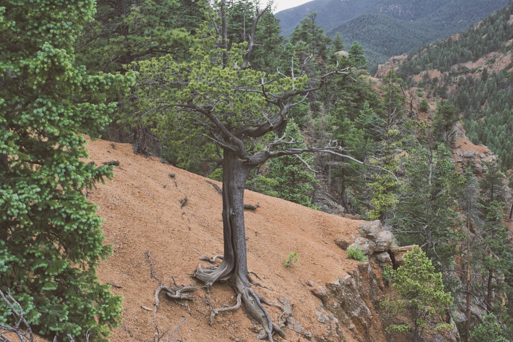 green-leafed trees