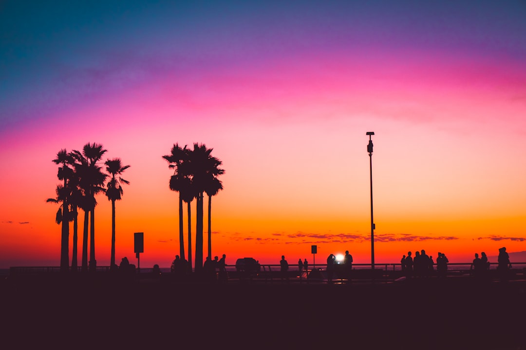 silhouette of trees under pin sky