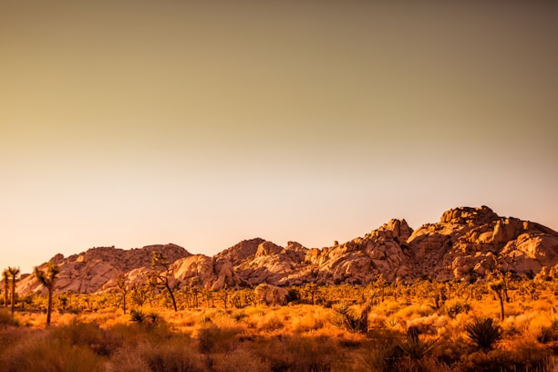 A vast desert landscape bathed in warm, golden sunlight. The foreground is covered with desert vegetation and scattered Joshua trees, while a range of rocky hills dominates the background under a clear, expansive sky.
