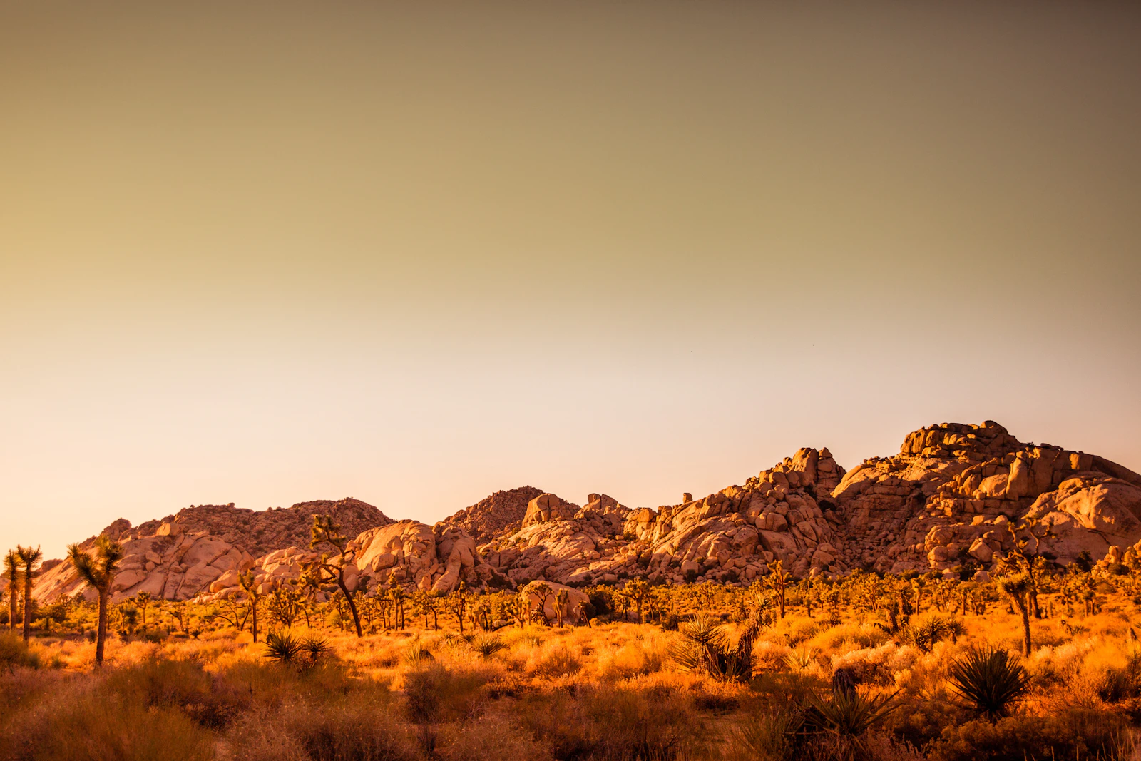 6 Kid Friendly Hikes in Joshua Tree National Park: Amazing Guide