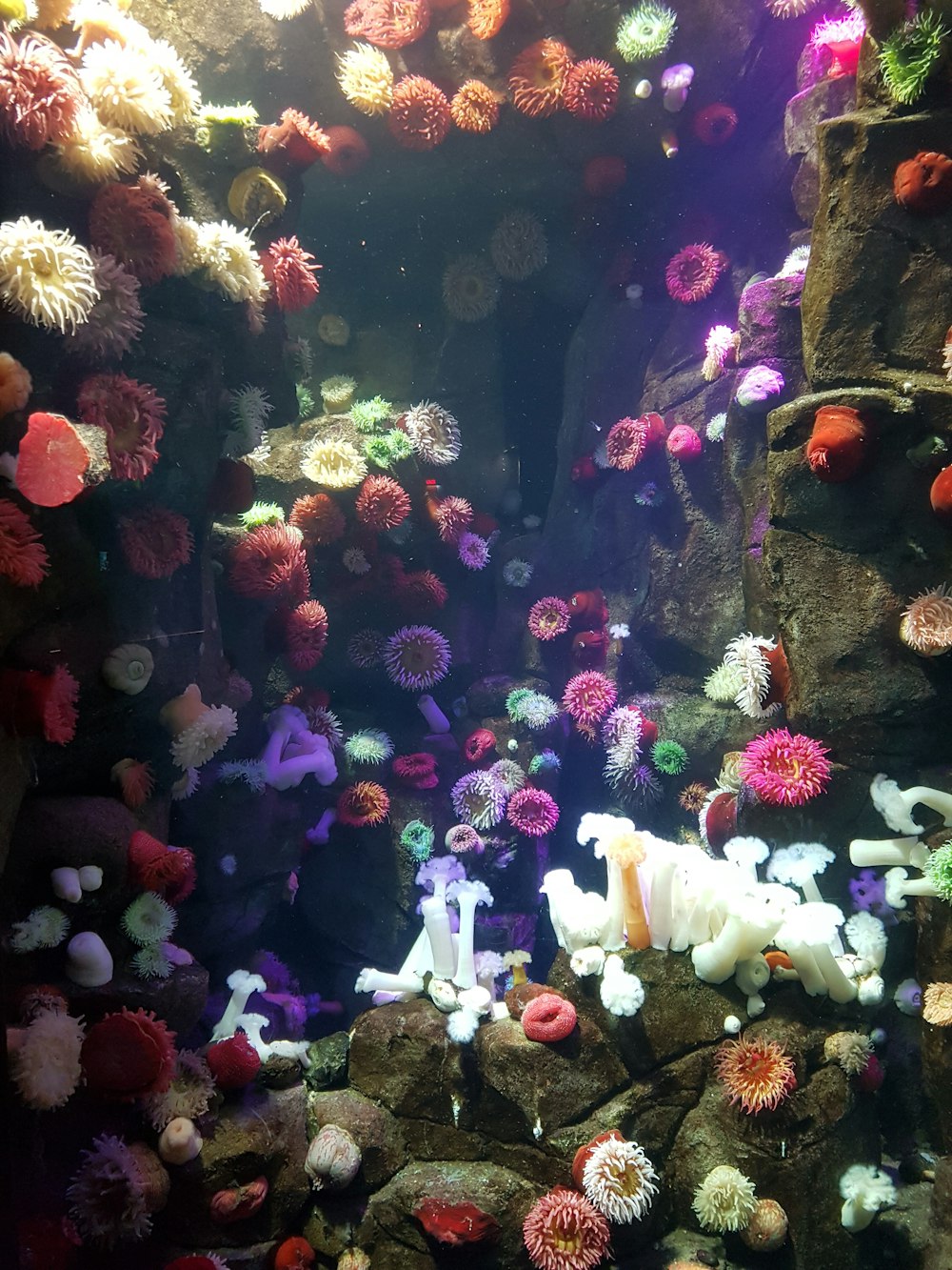 red and white sea corals