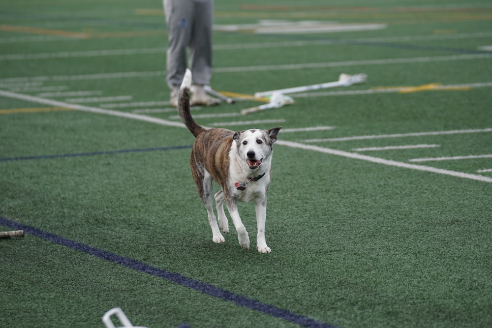 Photo de mise au point peu profonde d’un chien brun et blanc marchant sur un terrain de football