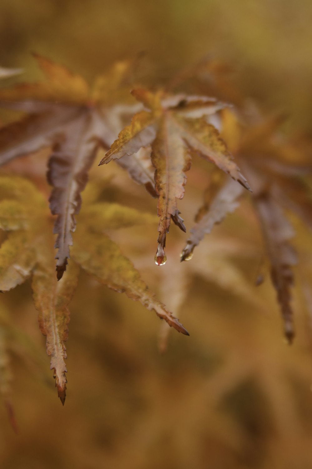 beige-leafed flower