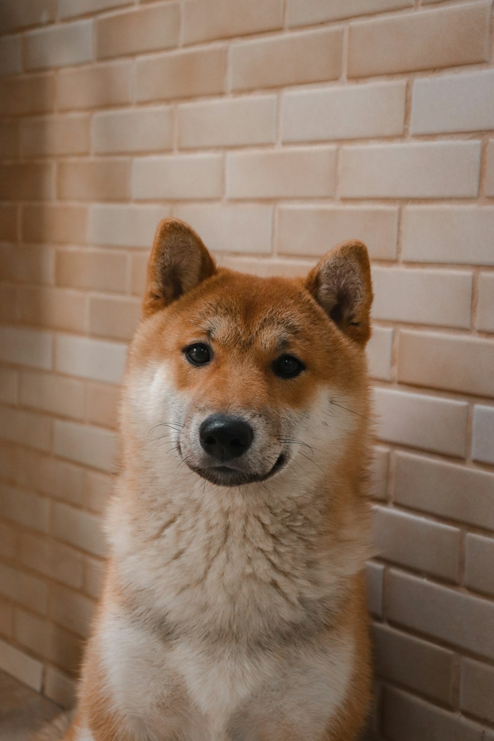 short-coated brown and white dog beside brown wall bricks