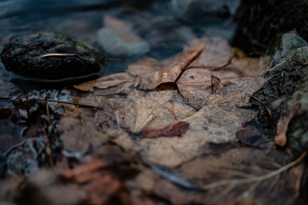 shallow focus photo of dried leaves on body of water