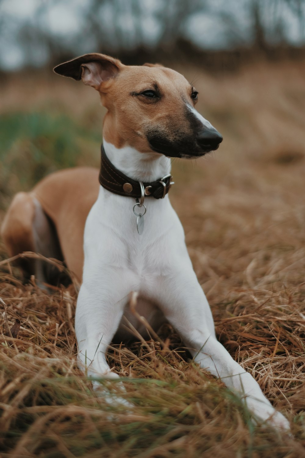 草の上に横たわるショートコートの茶色と白の犬