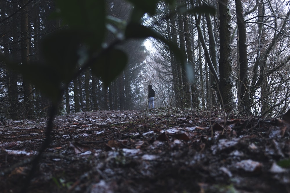 shallow focus photo of person walking near trees