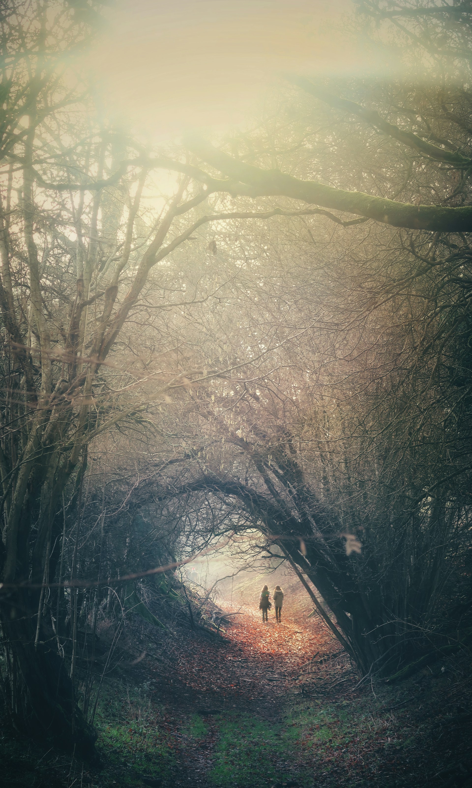 two person walking in between trees