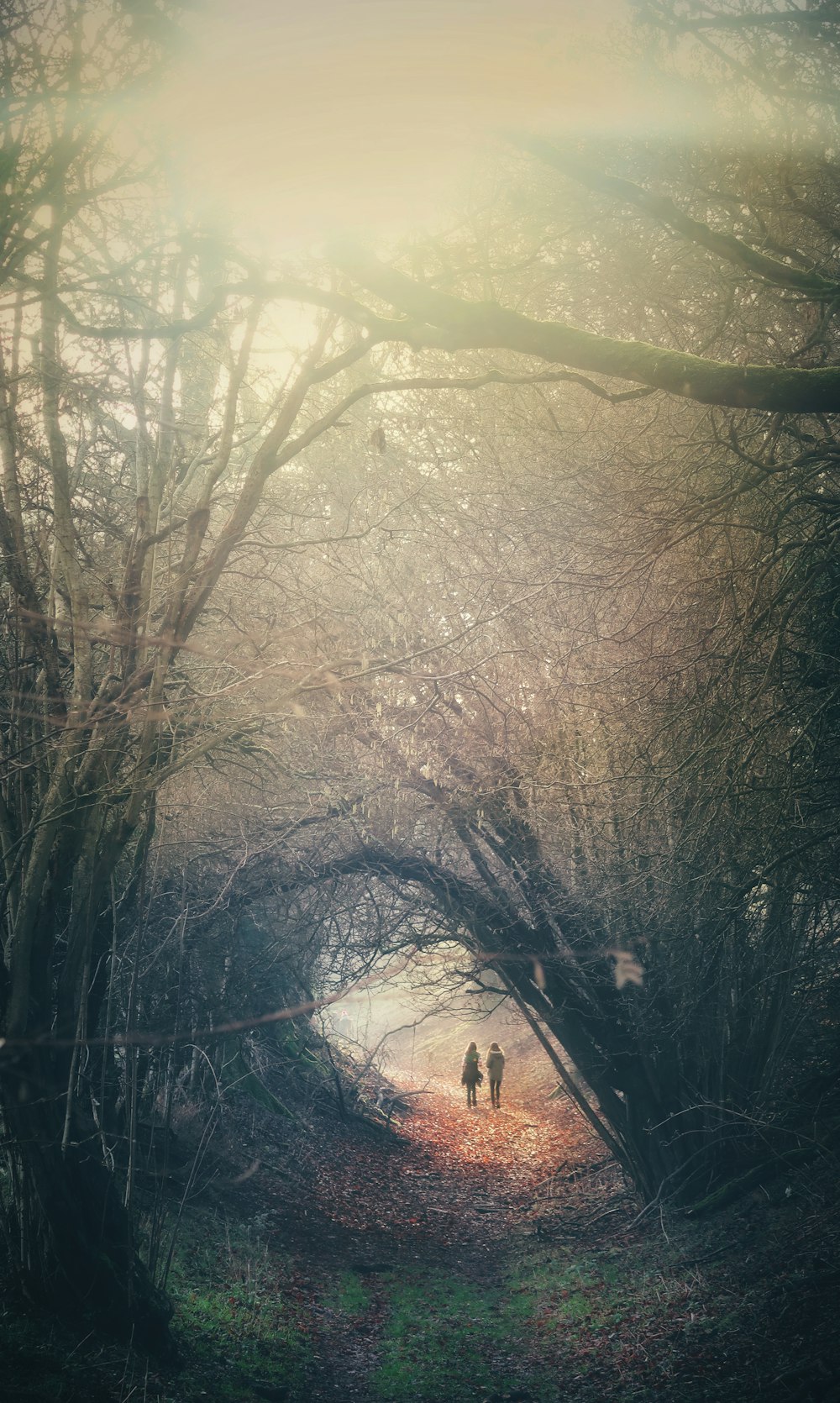 two person walking in between trees