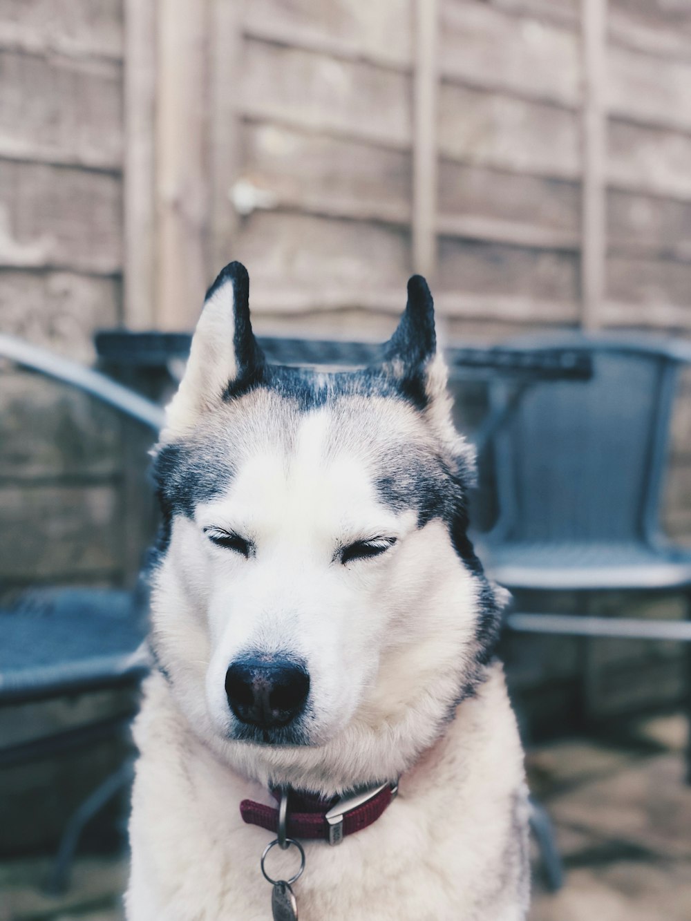 shallow focus photo of white Siberian husky