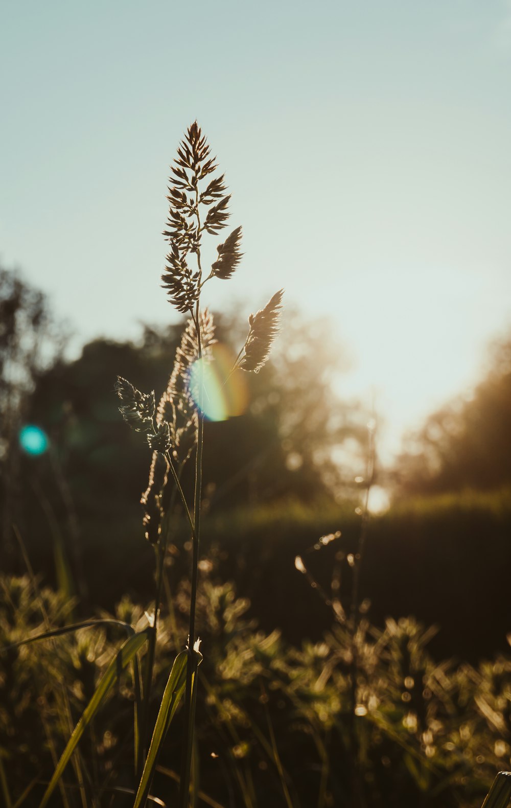 green-leafed plant