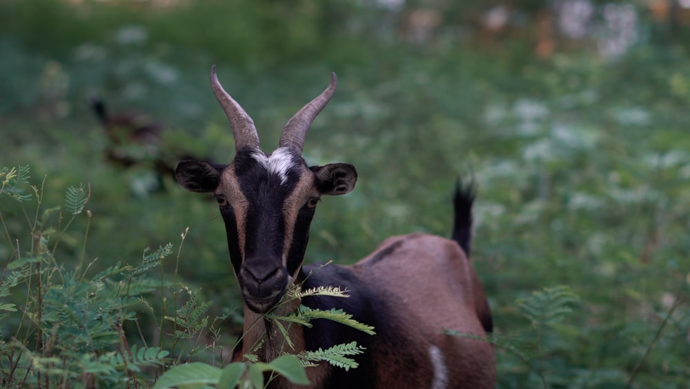 brown and black goat