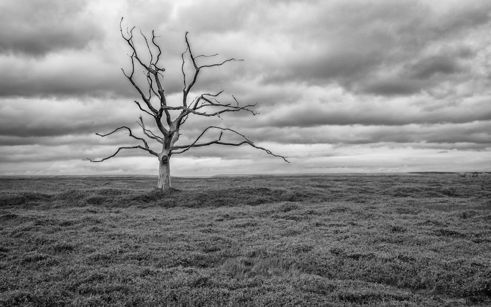leafless tree grayscale photography