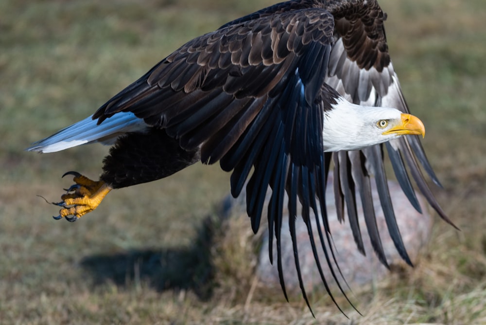 Águila calva sobre campo de hierba verde