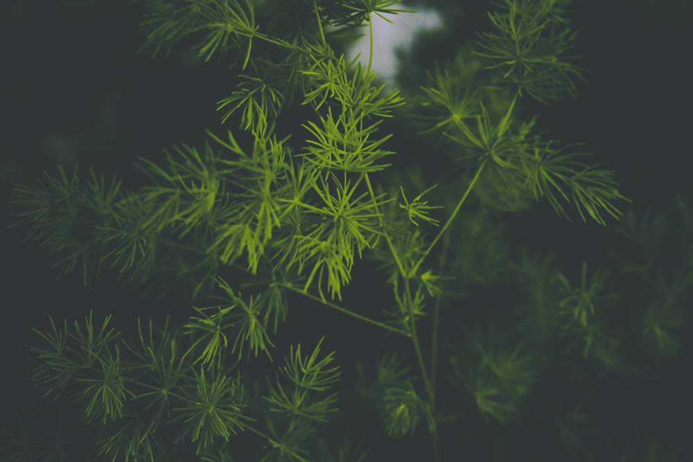 Foto de enfoque superficial de plantas verdes