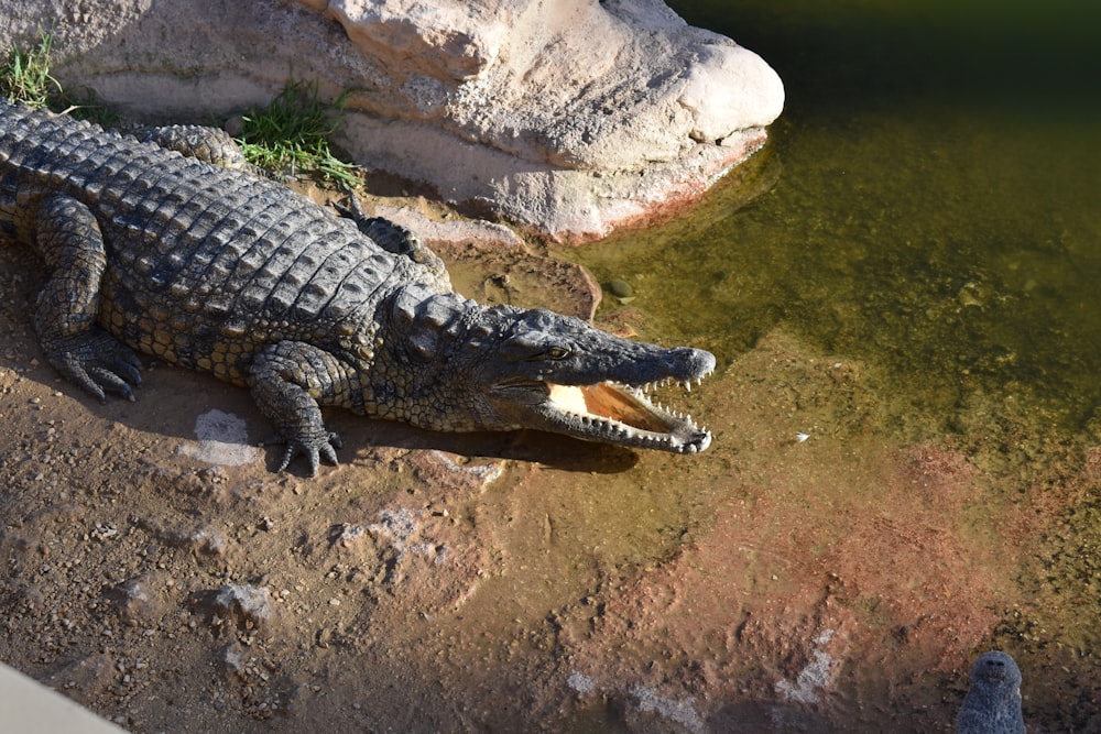 gray alligator near body of water