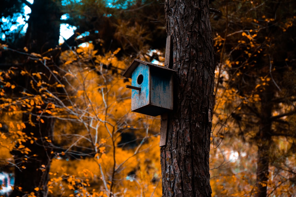 casa de pássaro de madeira azul perto da árvore marrom