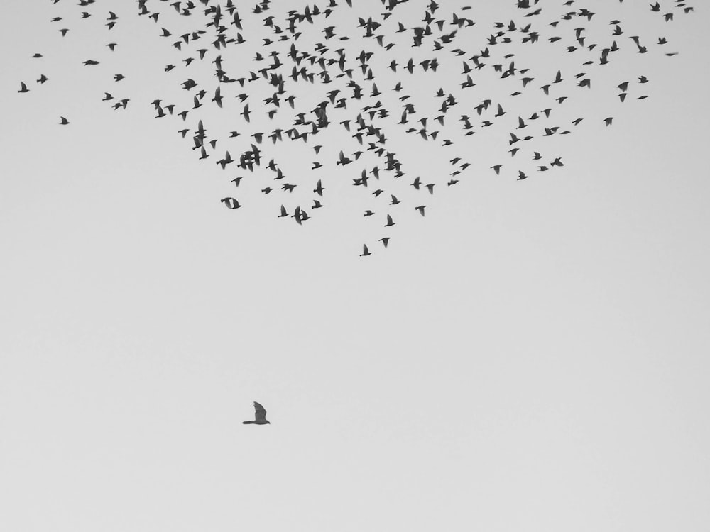 flock of birds flying at daytime