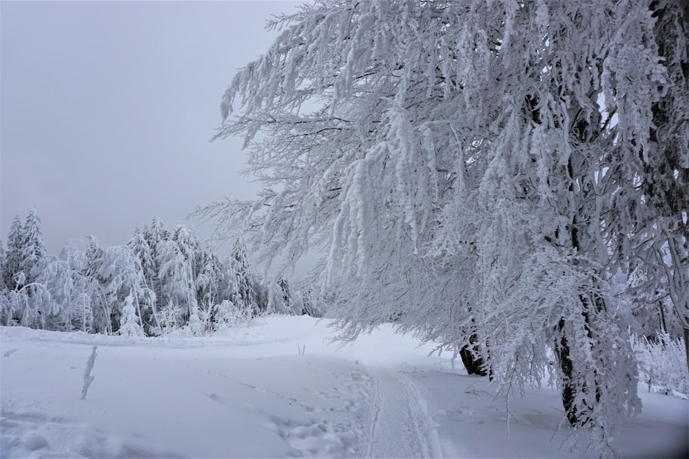 Baum tagsüber mit Schnee bedeckt