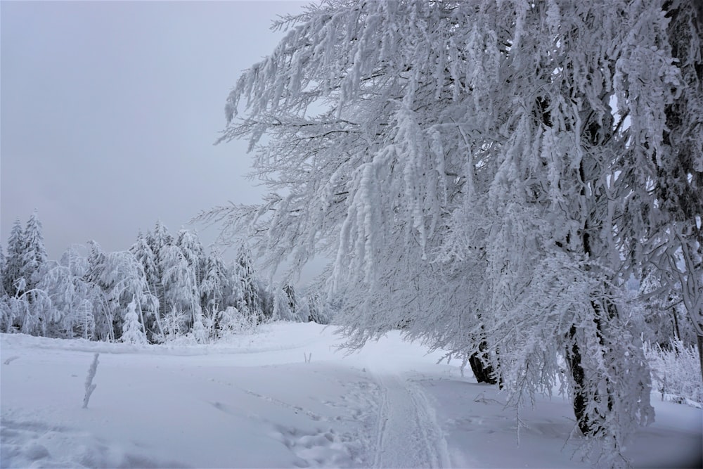 arbre couvert de neige pendant la journée