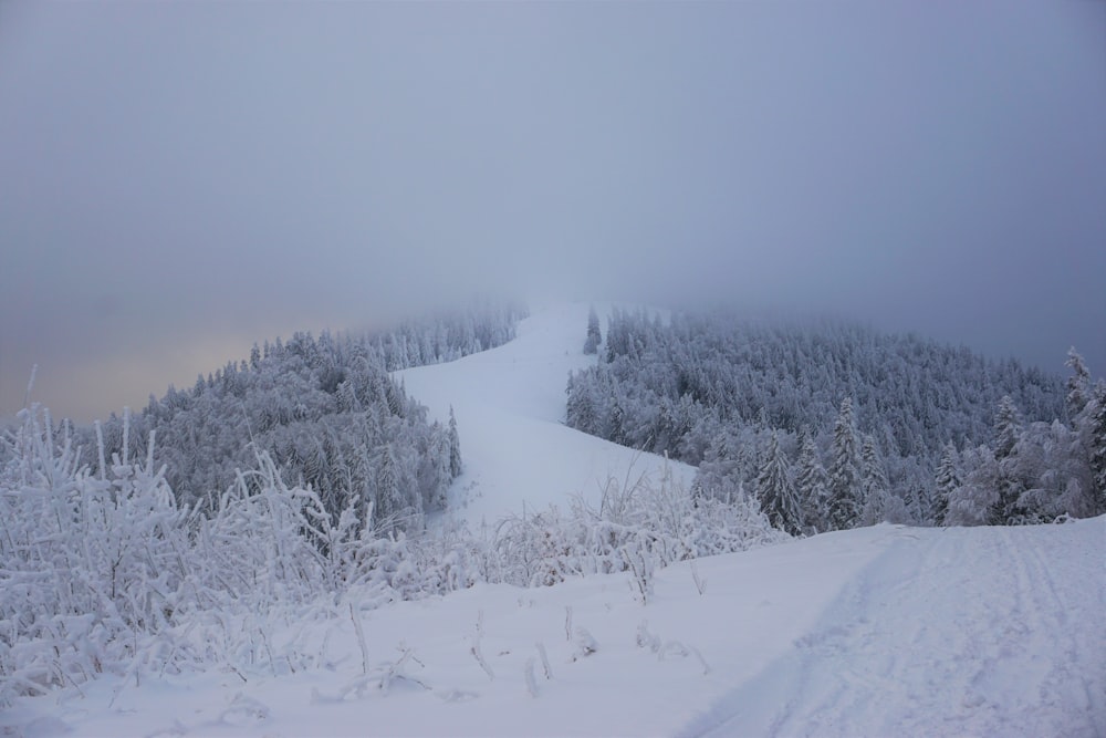 land covered insnow