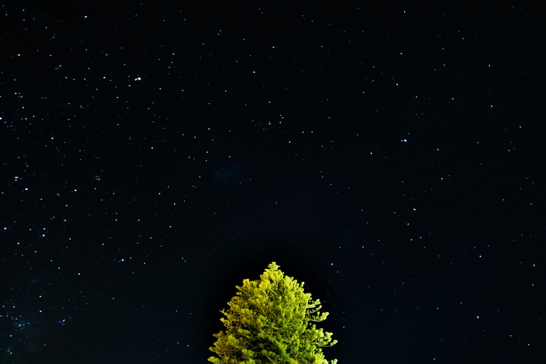 green tree under starry night