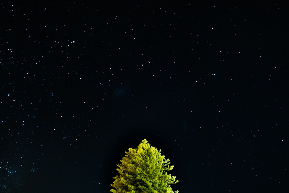 green tree under starry night