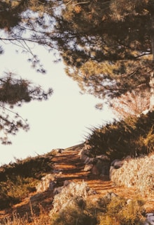 A sunlit trail winding through a quiet Southern California canyon.