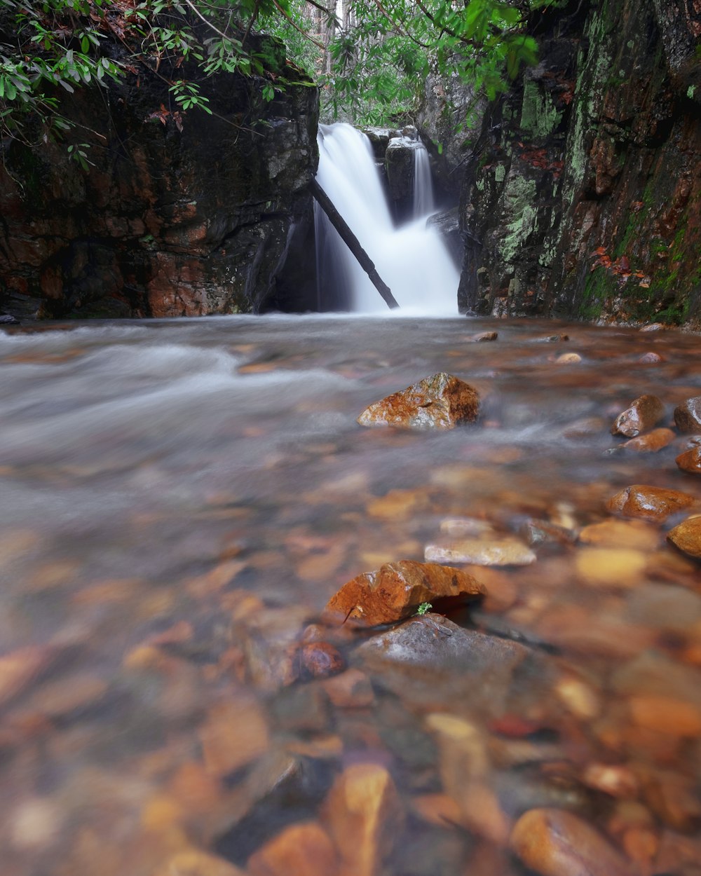 flowing lake surrounded with trees