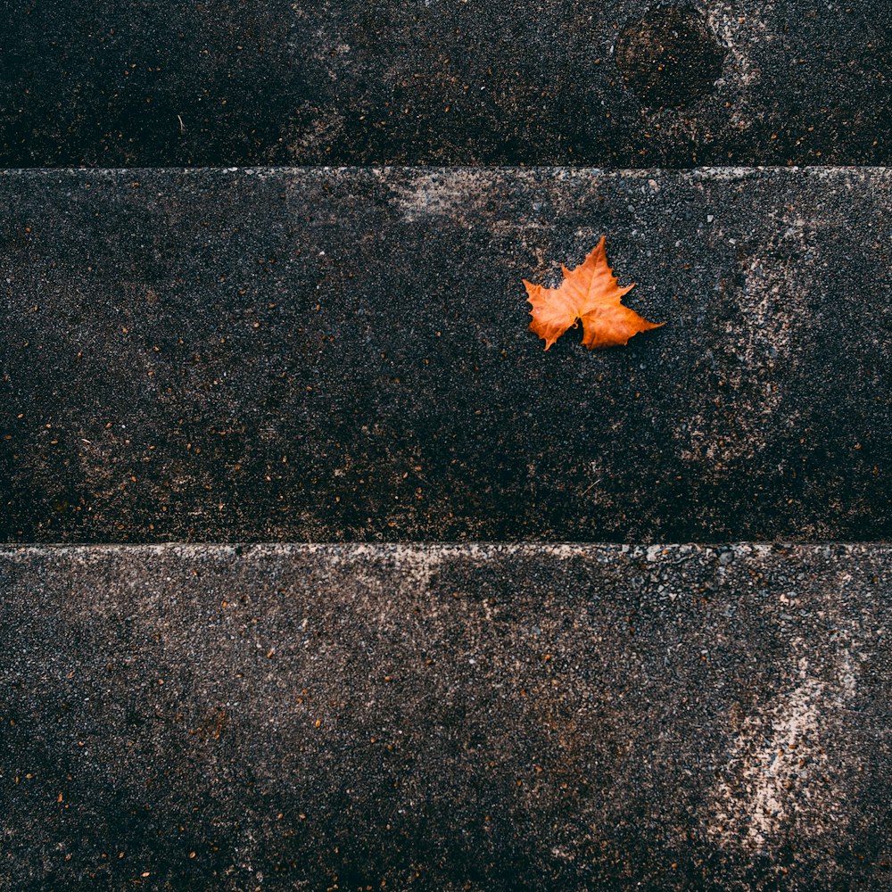 orange maple leaf