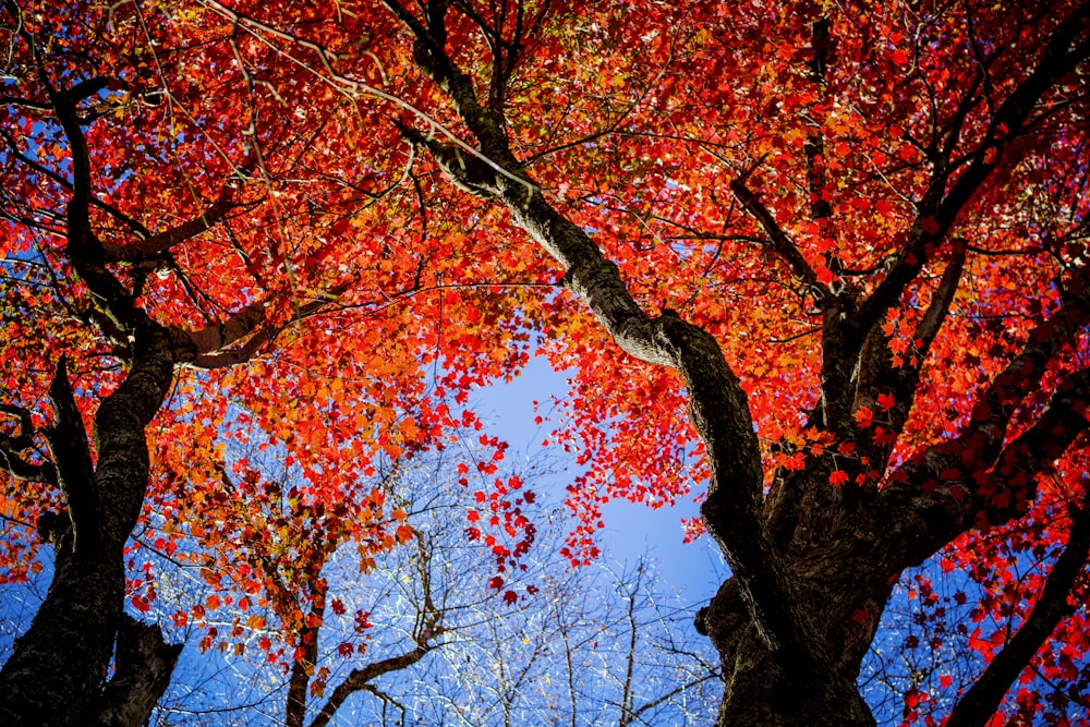 low angle photo of maple trees