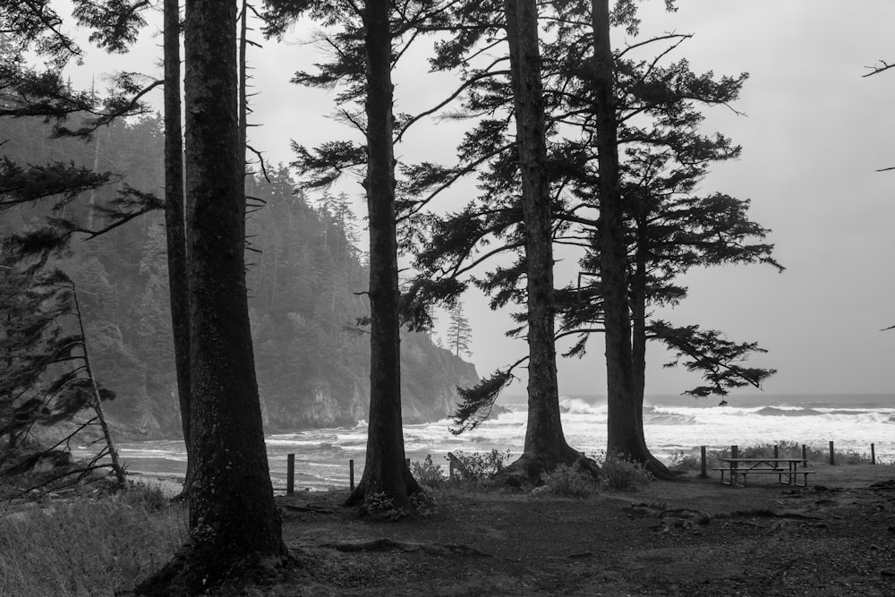 grayscale photo of tall trees