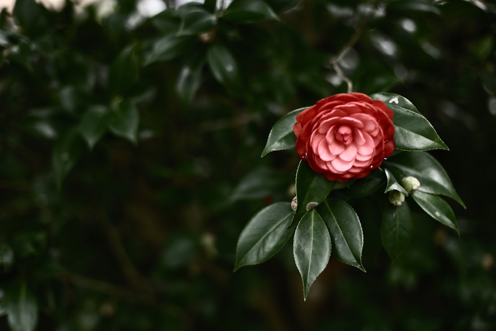 selective focus photography of red-petaled flower