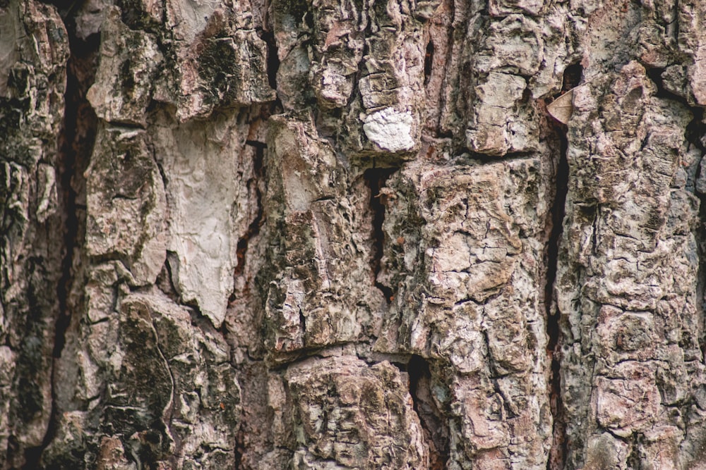 brown tree trunk