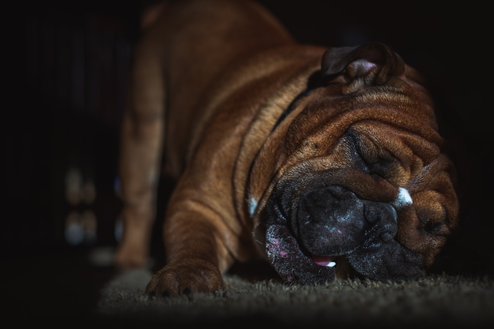 tan dog lying on area rug