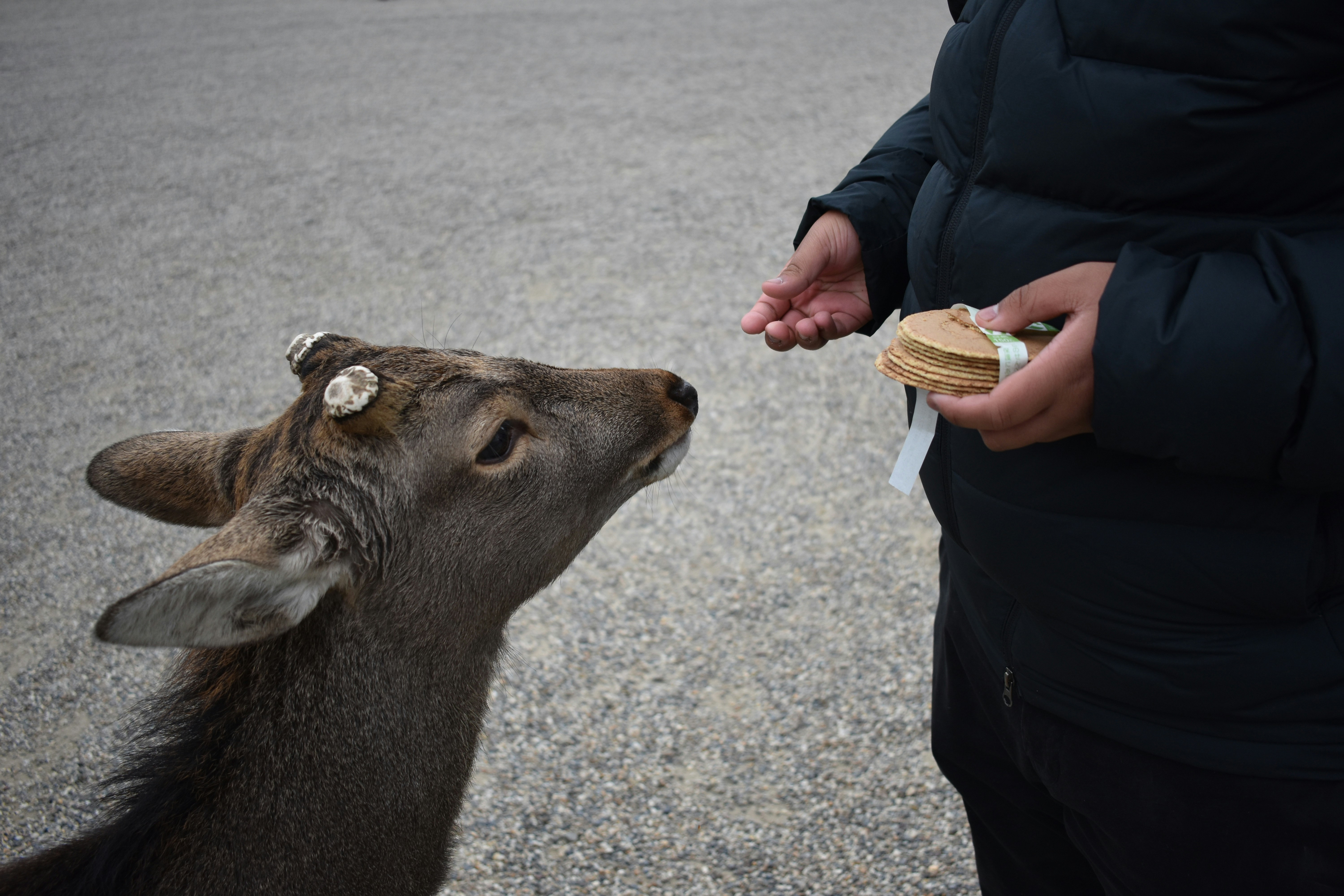 person in front of deer
