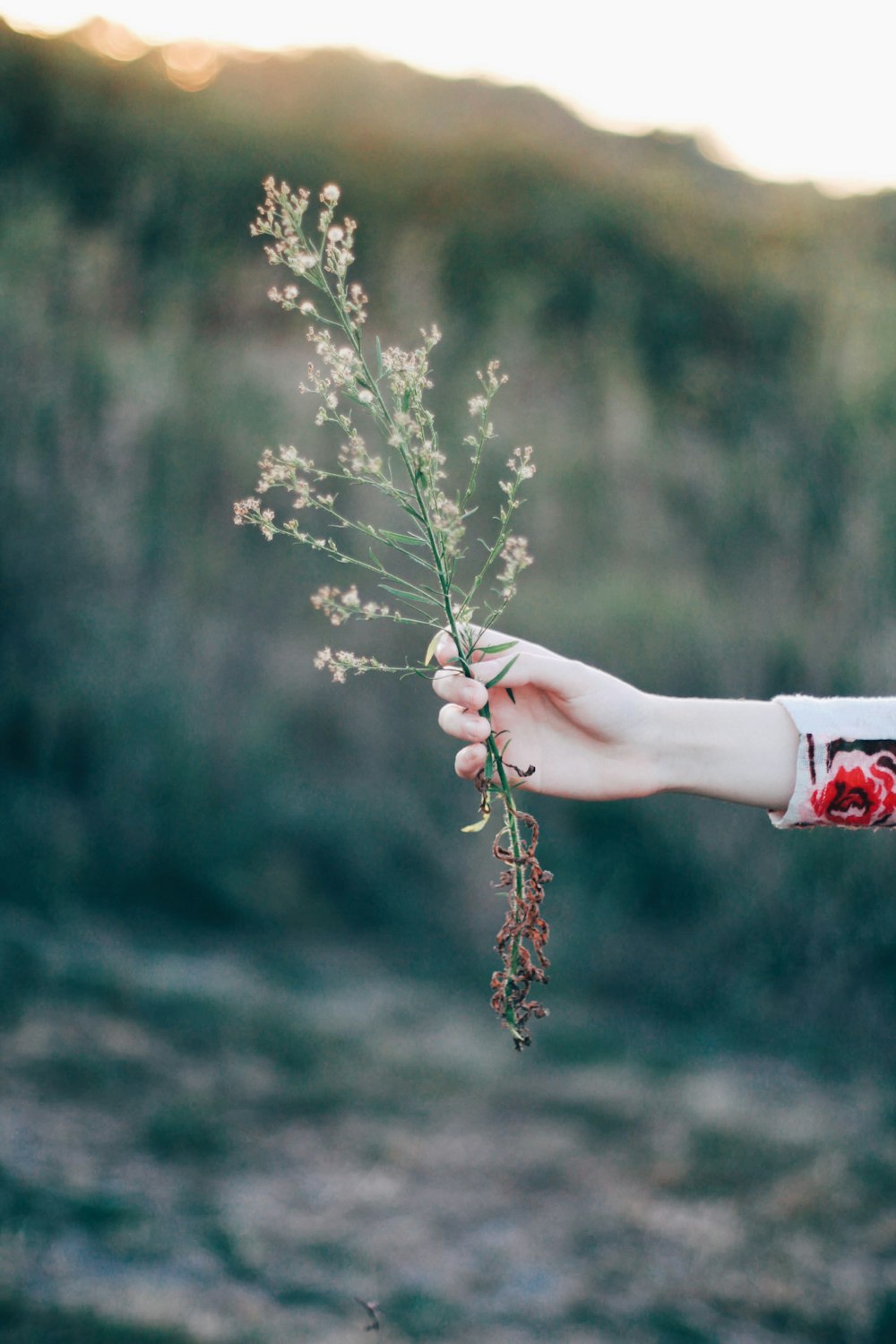 person holding brown flower at daytime