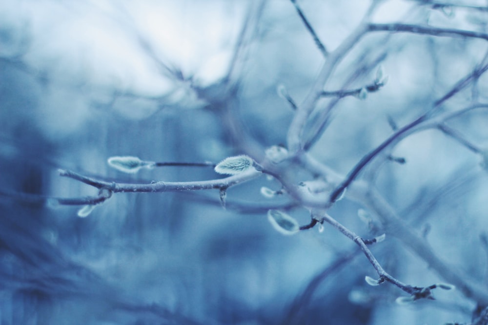 tree branch with water dew