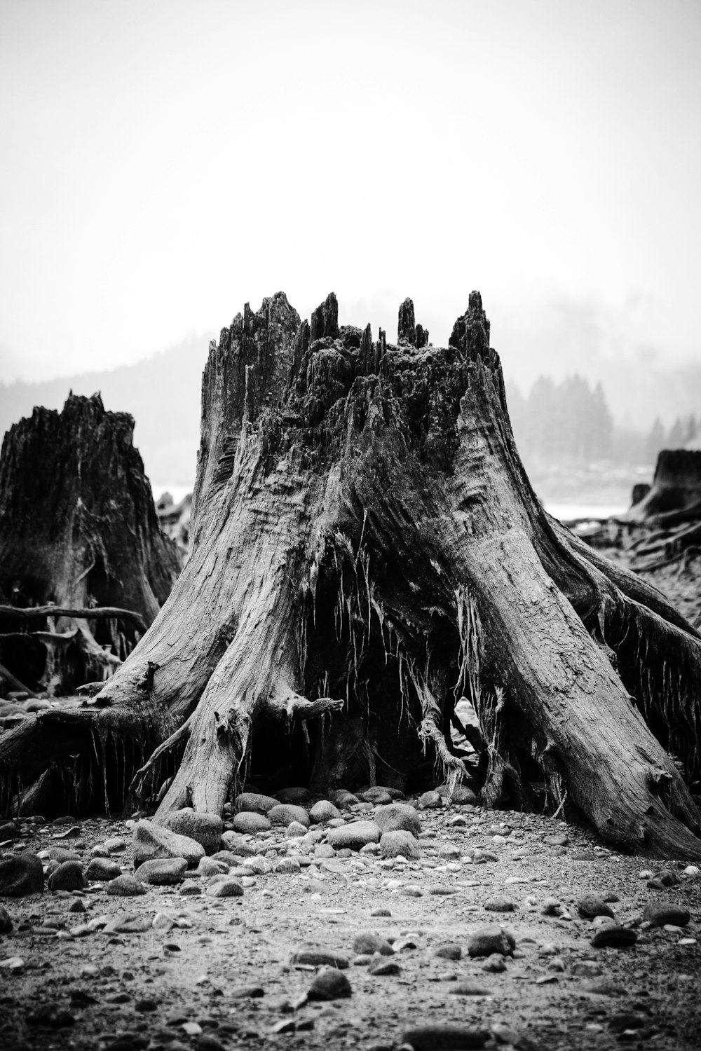 grayscale photography of cut tree log