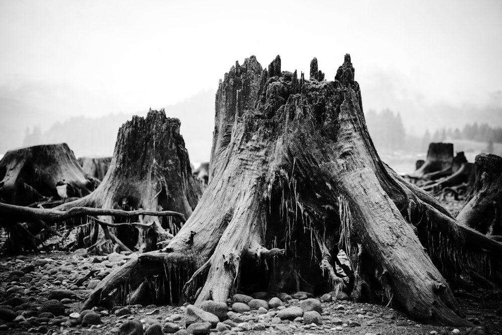 fotografia em tons de cinza da laje da árvore