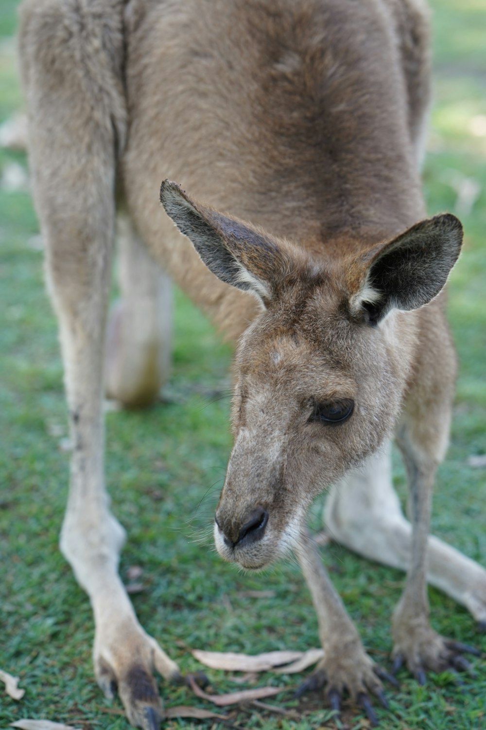 gray kangaroo on green lawn grasses