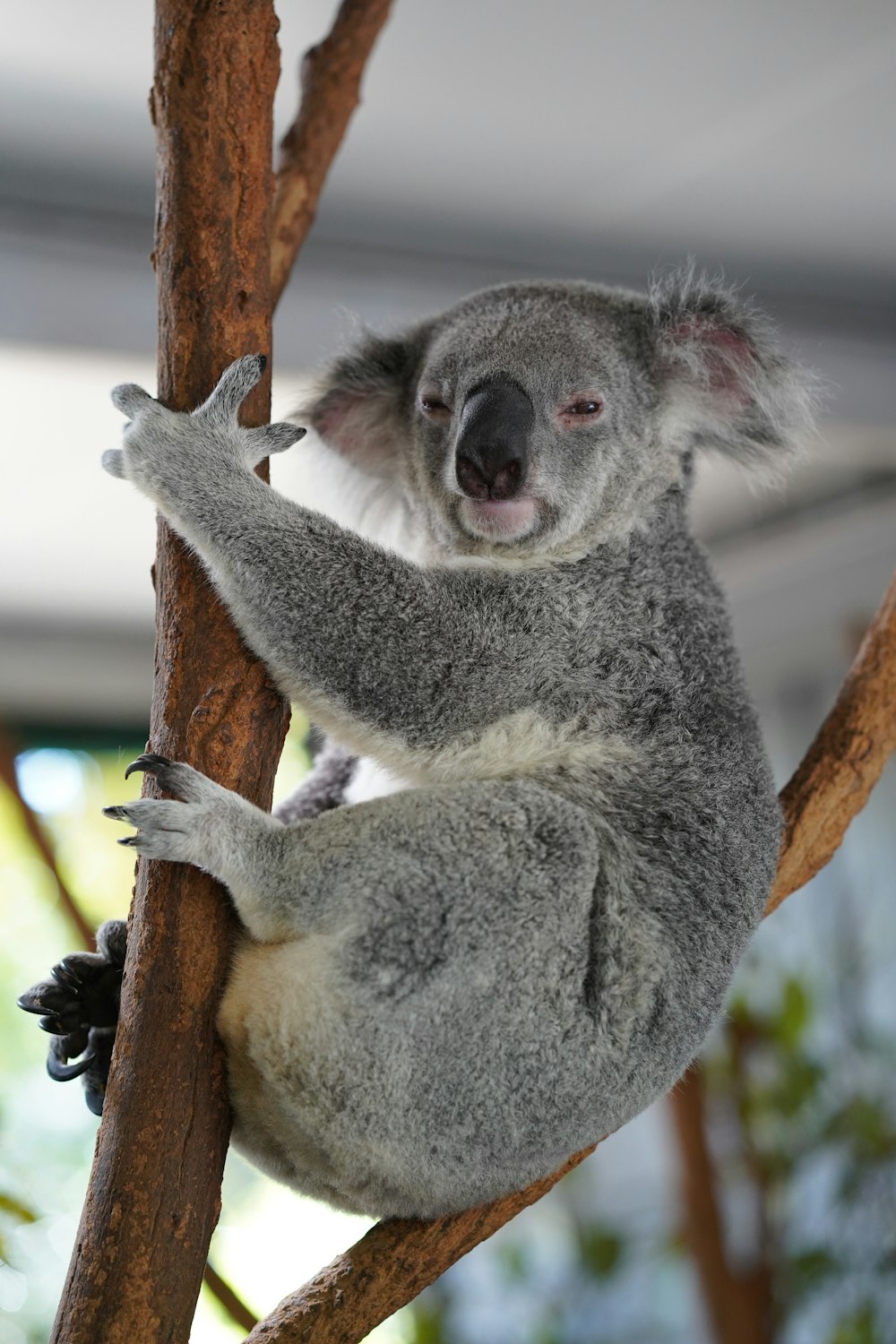 koala grigio sul ramo