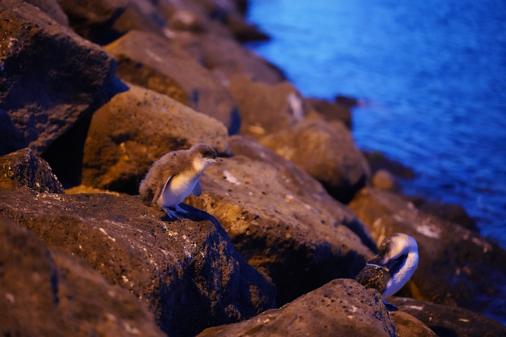 two penguins on rock